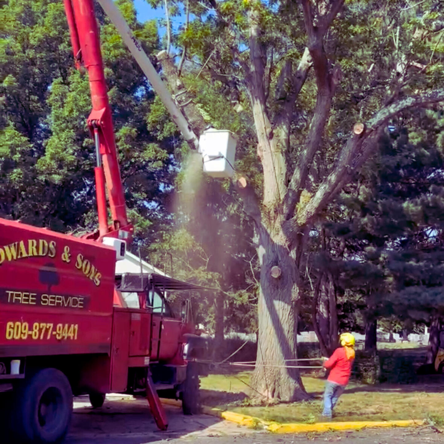 Tree Trimming & Pruning