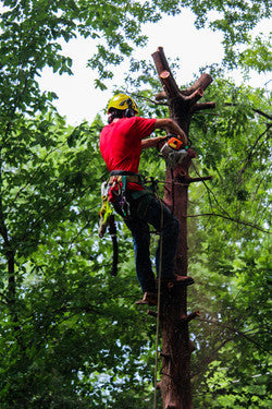 Tree Services