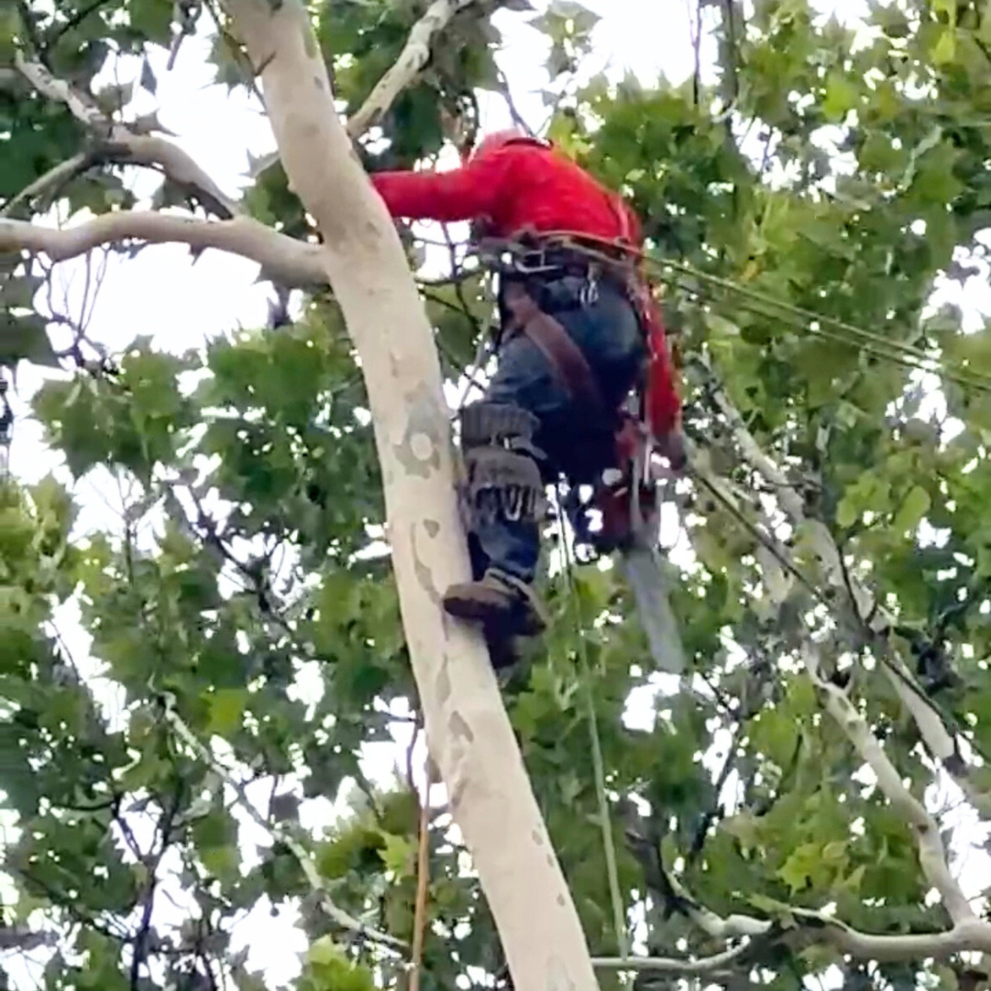 Tree Trimming & Pruning